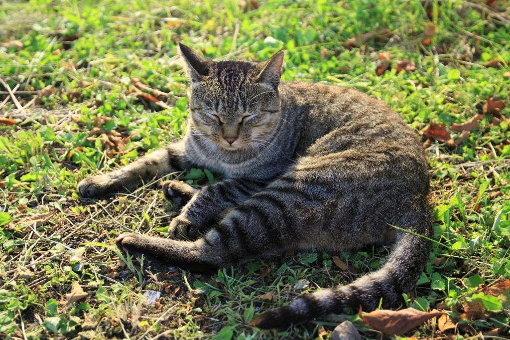 遠野の猫