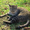 遠野の猫