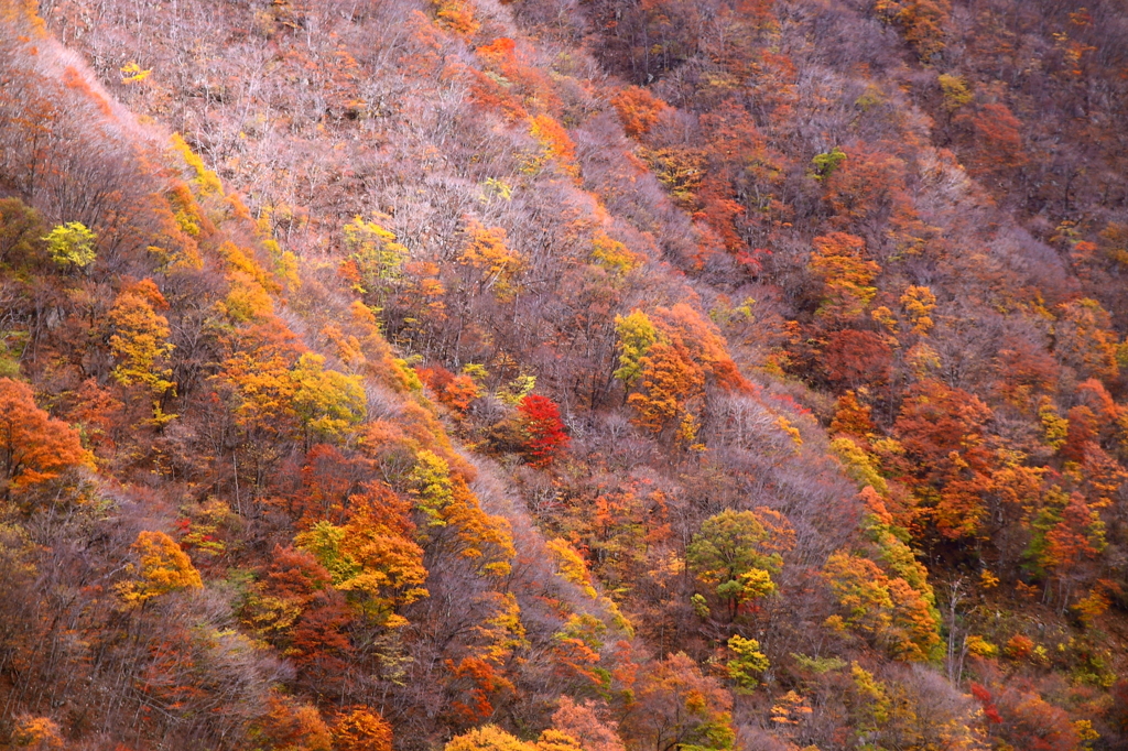 晩秋の仙人峠