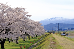 雫石園地の桜と秋田駒ヶ岳