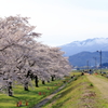 雫石園地の桜と秋田駒ヶ岳