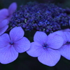 紫陽花