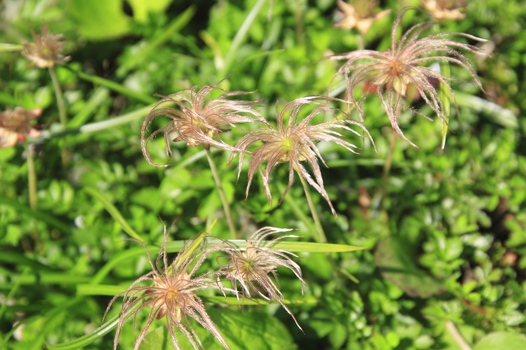 花の後のチングルマ