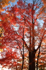 岩手公園の紅葉