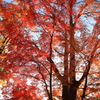 岩手公園の紅葉