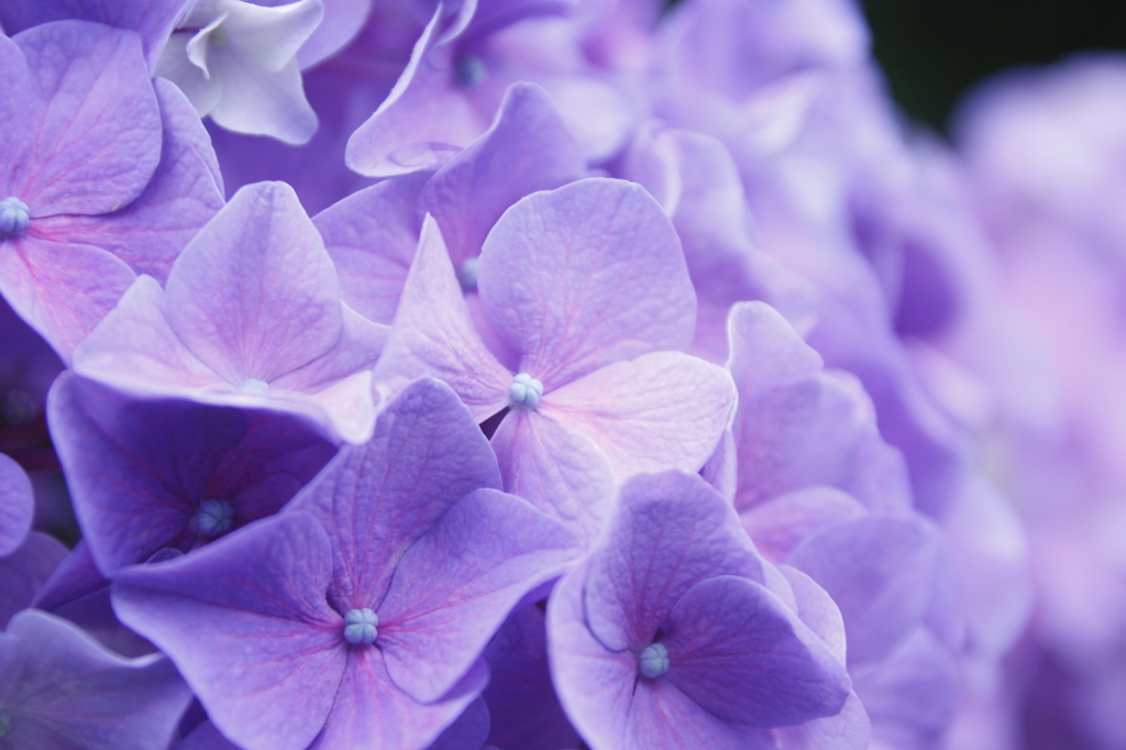 紫陽花