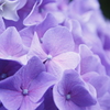 紫陽花