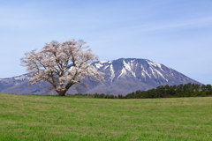 小岩井農場の一本桜と岩手山