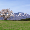小岩井農場の一本桜と岩手山