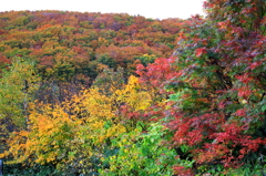 酸ヶ湯温泉の紅葉