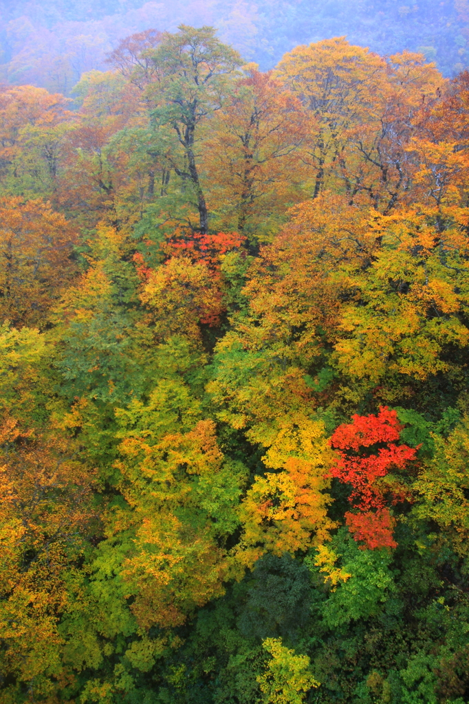 焼石岳麓の紅葉