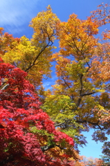 岩手公園：巨木の紅葉