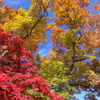 岩手公園：巨木の紅葉