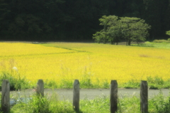 遠野の風景（岩手上郷駅）