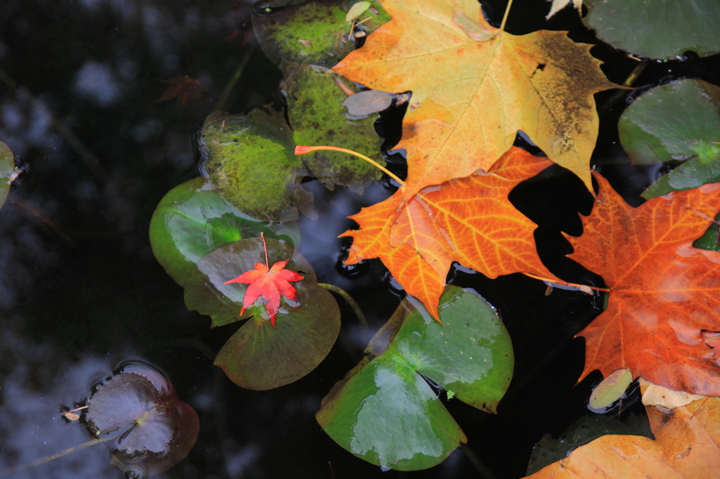 水辺の紅葉