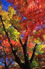 岩手公園の紅葉