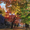 岩手公園：西日の頃