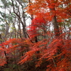 高松池周辺の紅葉