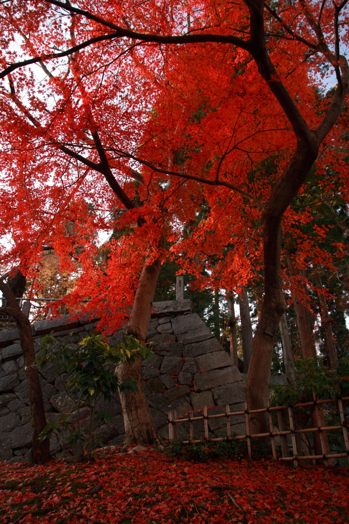 深紅