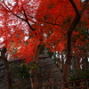 深紅