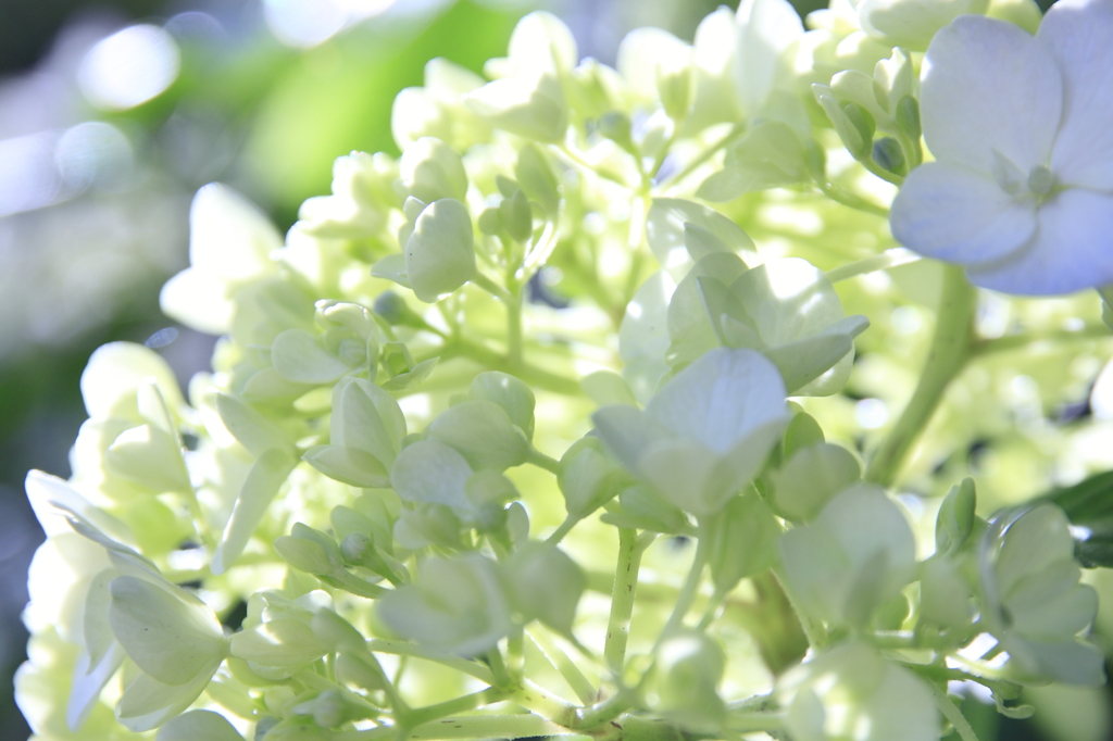 紫陽花