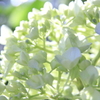 紫陽花