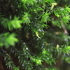 苔しずく