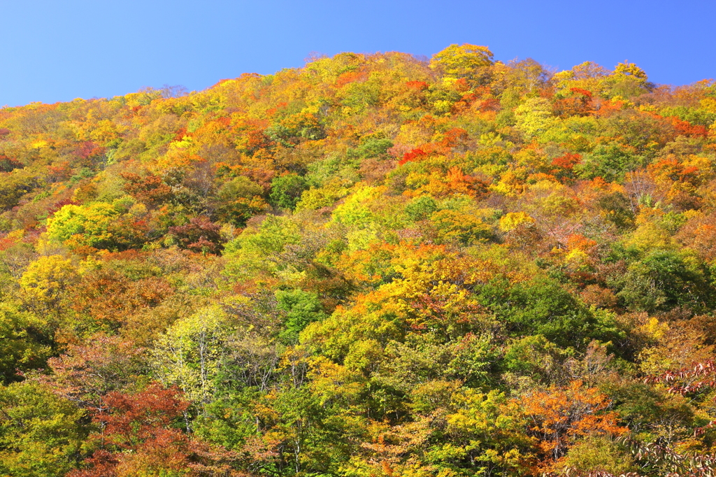 仙人峠の紅葉