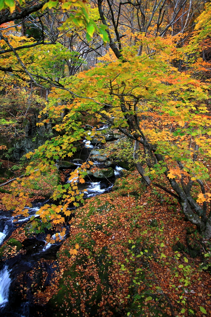 晩秋の仙人峠：中ノ沢