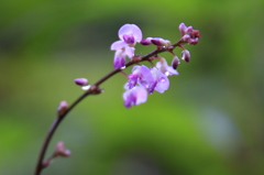 花しずく