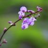 花しずく