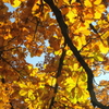 岩手公園：黄金の紅葉