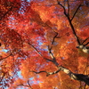 岩手公園：圧巻のオレンジ
