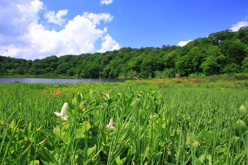 初夏の大沼花盛り