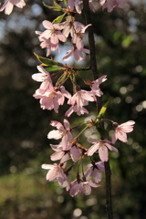 山桜