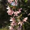 山桜