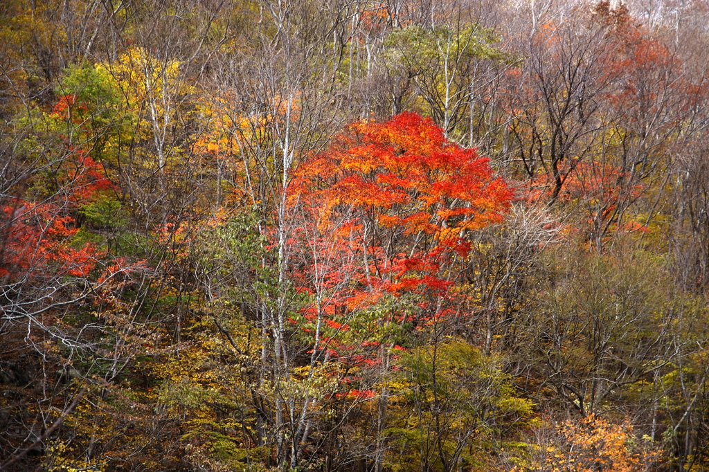 晩秋の仙人峠
