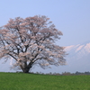 小岩井の一本桜