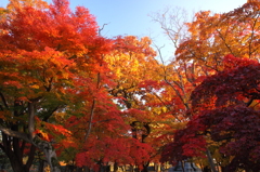 岩手公園：西日に照る紅葉