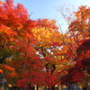 岩手公園：西日に照る紅葉