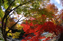 中野もみじ山 1