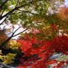 中野もみじ山 1