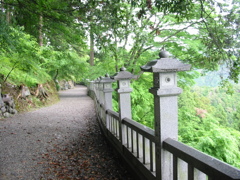 新緑　参道　