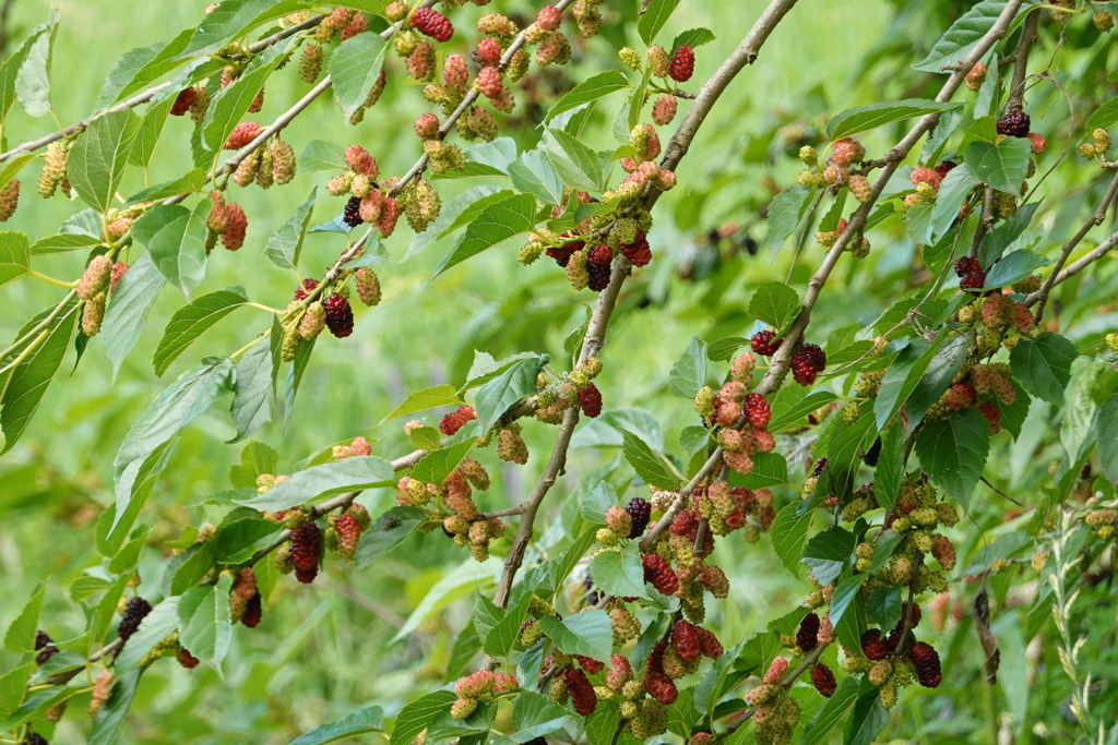 DSC01353