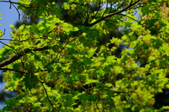 DSCF9415