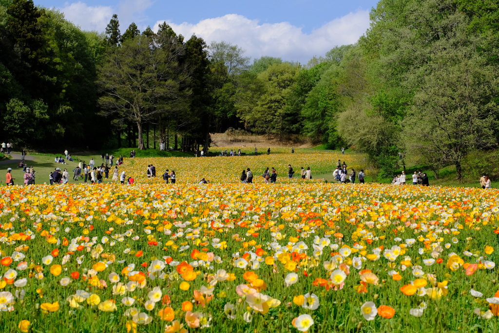 森林公園4