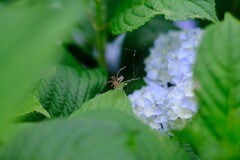 蜘蛛