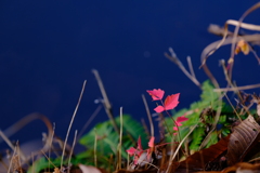 DSCF3807