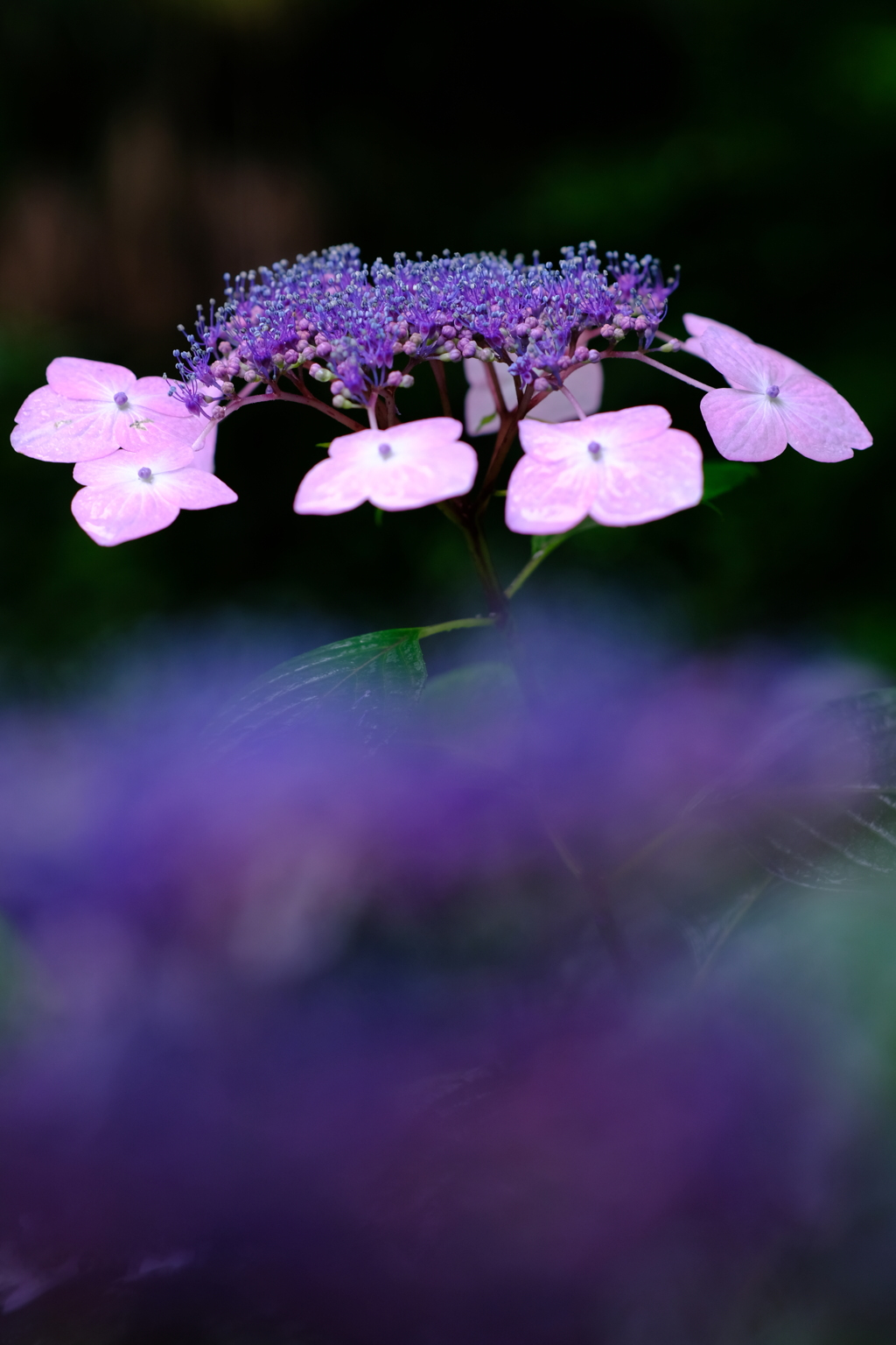 DSCF1487