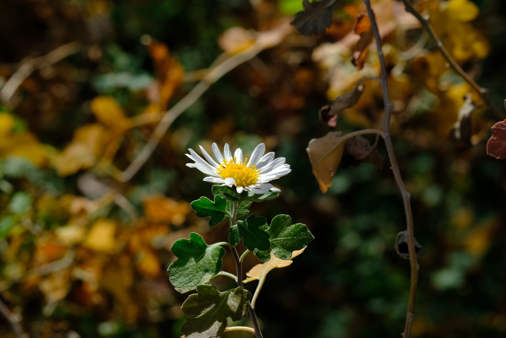 DSCF7488